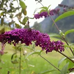 Schachner