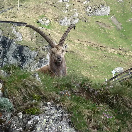 Appartement Schachner *