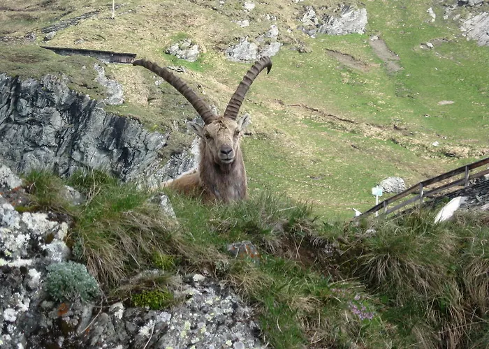 Apartman Schachner *